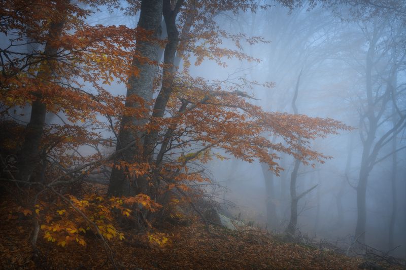 крым, осень, лес, демерджи, туман, фототур по крыму осенью Там за туманами продолжениеphoto preview