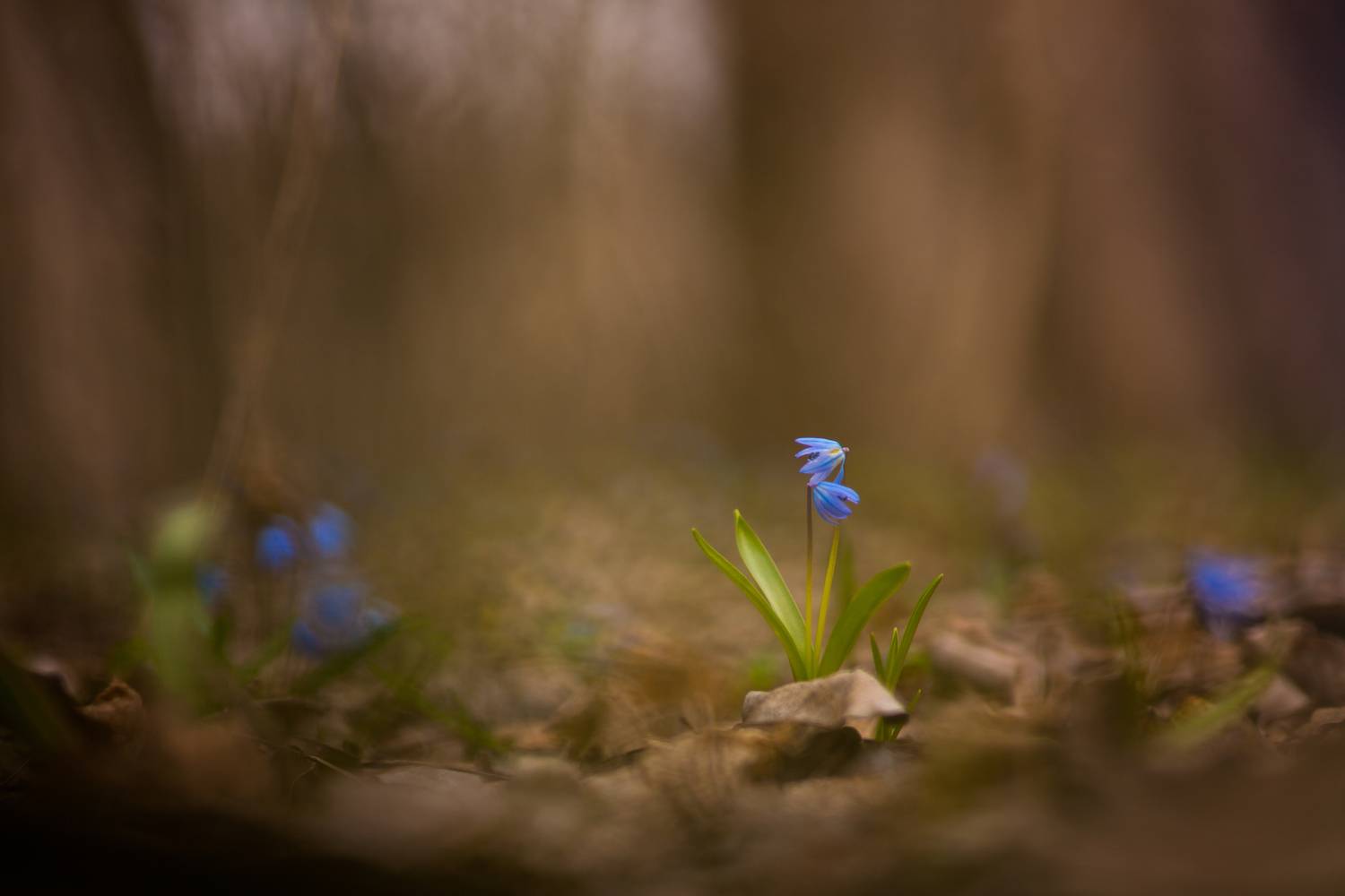 , Викулов Николай