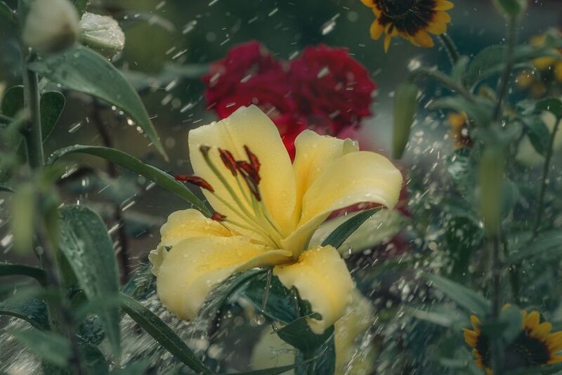 лилии Лилииphoto preview