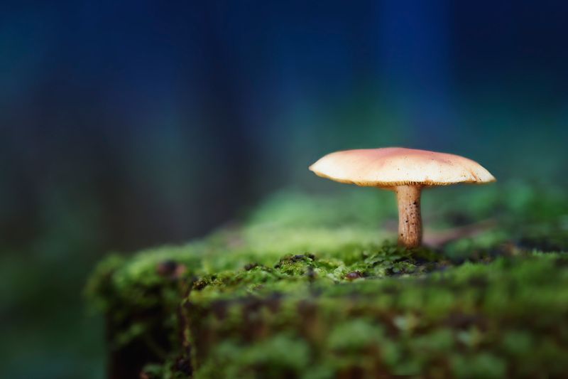 гриб, лес Грибокphoto preview