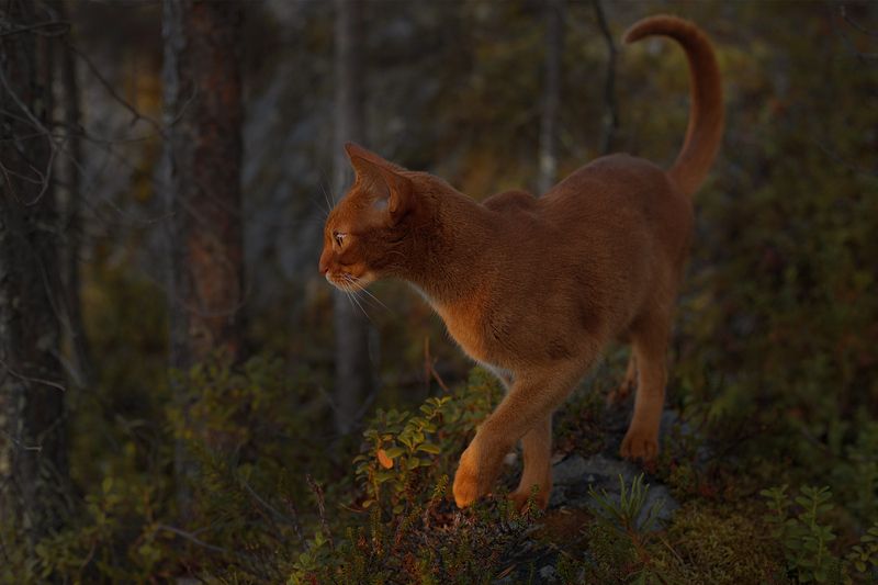 На охотеphoto preview