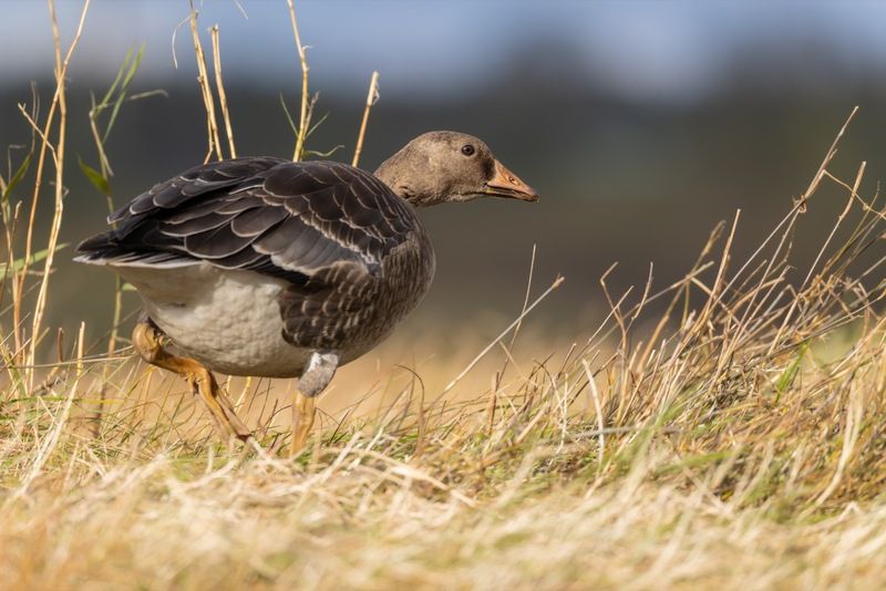 гусь, белолобый гусь, птицы Белолобый гусь фото превью