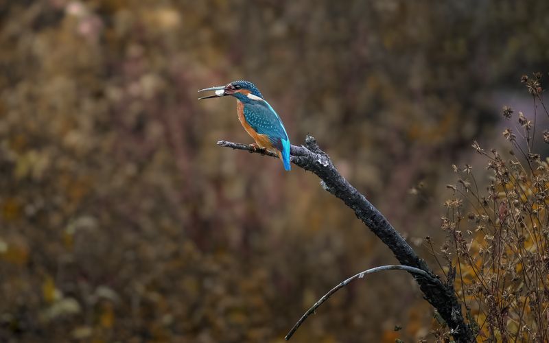 зимородок, kingfisher, Alcedo atthis, птица, дикая природа, bird, wild bird, птицы России, birdwatching, nature, wildlife photography, close‑up bird Попалась! photo preview