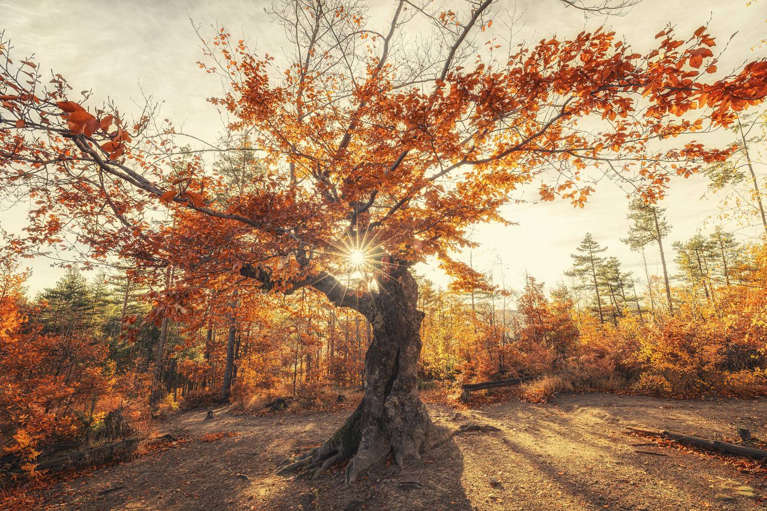 , Маджаров Костадин