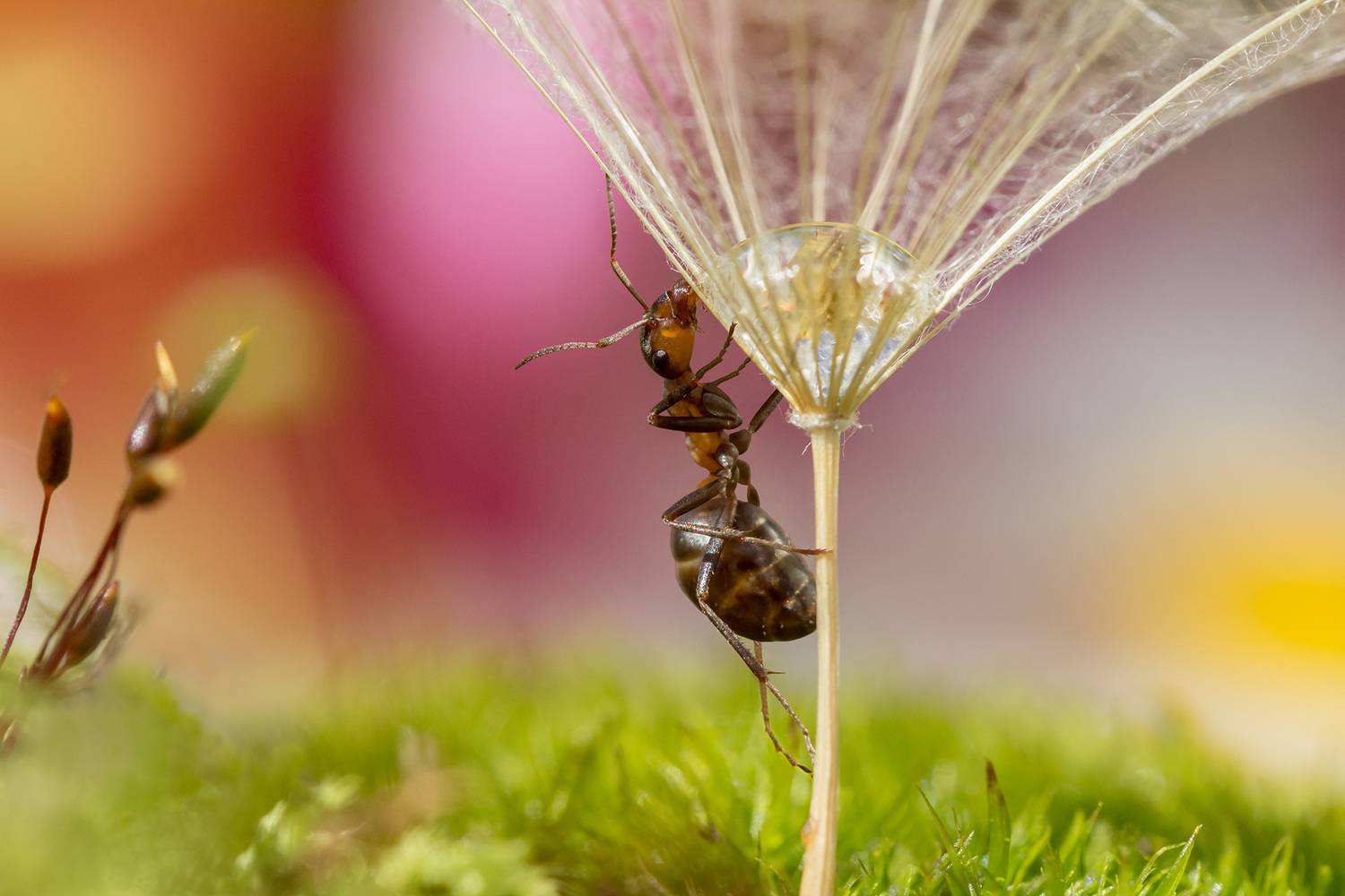 Сообразительный. Автор: Koledova Irina , Koledova Irina