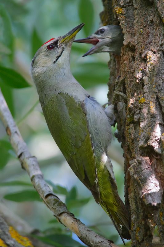 седой дятел,  picus canus, Семья седых дятловphoto preview