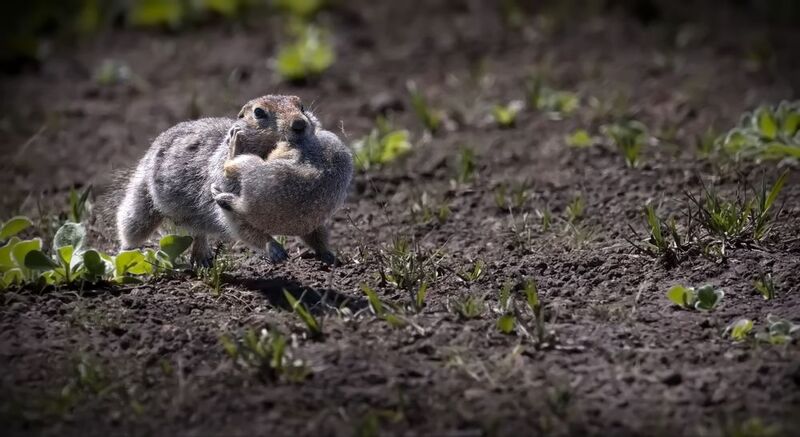 Очаровательный пушистый грызун. Камчатка. Евражка (берингийский суслик) Июль 2025.photo preview