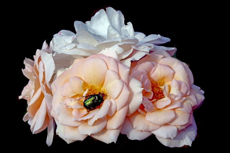 розы 15 июля в Коломенскомphoto preview