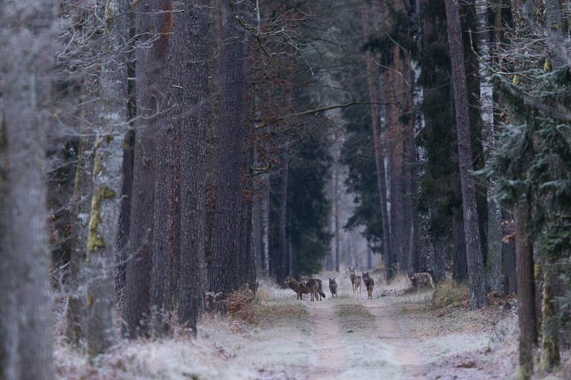 las,droga,puszcza białowieska,tryba,ssaki,dzika przyroda,wilki,wataha,natura Wataha wilkówphoto preview