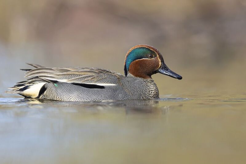 чирок-свистунок, чирок свистунок, чирок, свистунок, птицы, утка Чирок-свистунокphoto preview