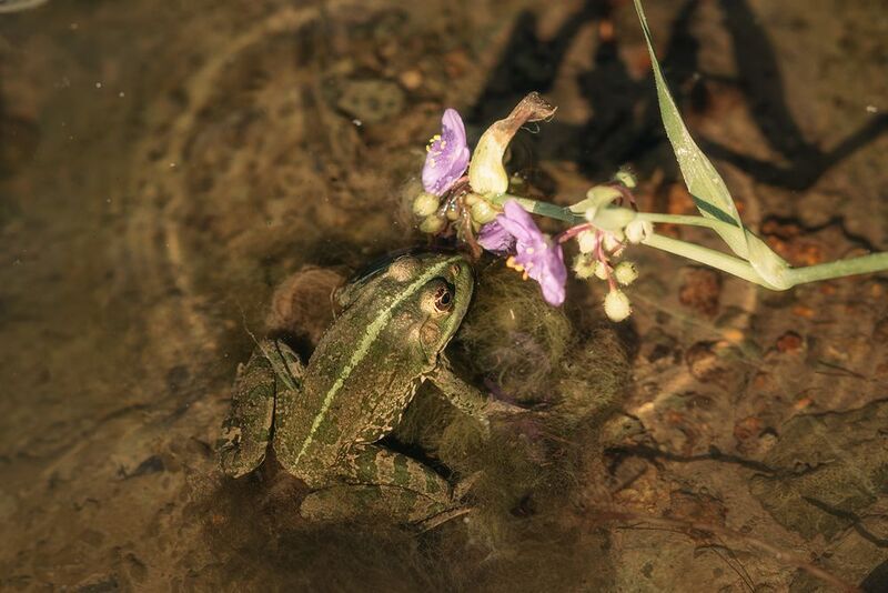 Пруд лягушка нимфеи водяные лилии Прудphoto preview
