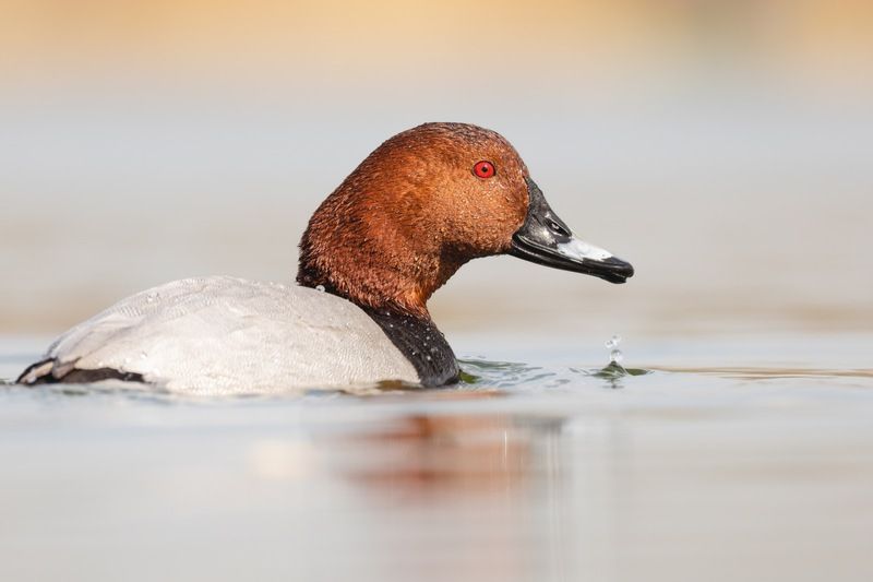 красноголовый нырок, птицы, утка, нырок Красноголовый нырок фото превью
