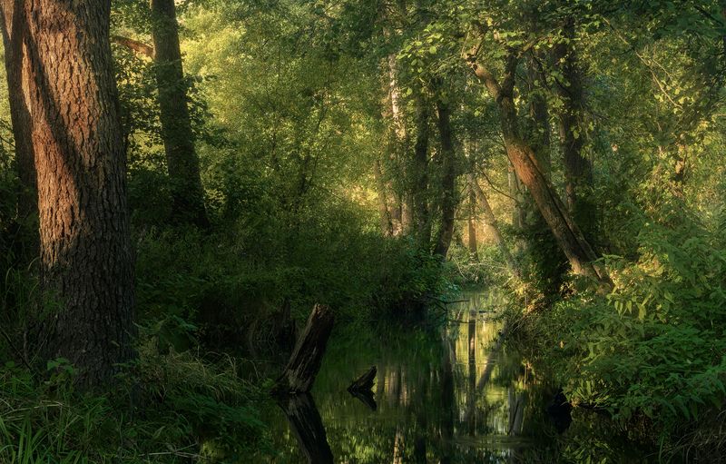 лесной  оазис photo preview