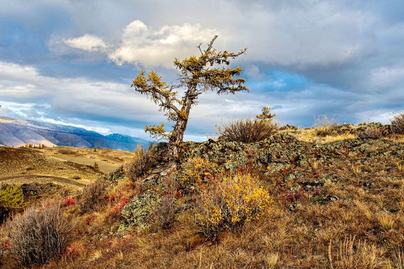 алтай Жизнь в борьбеphoto preview