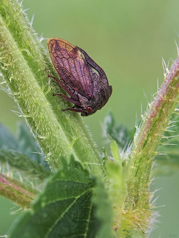 горбатка ***photo preview