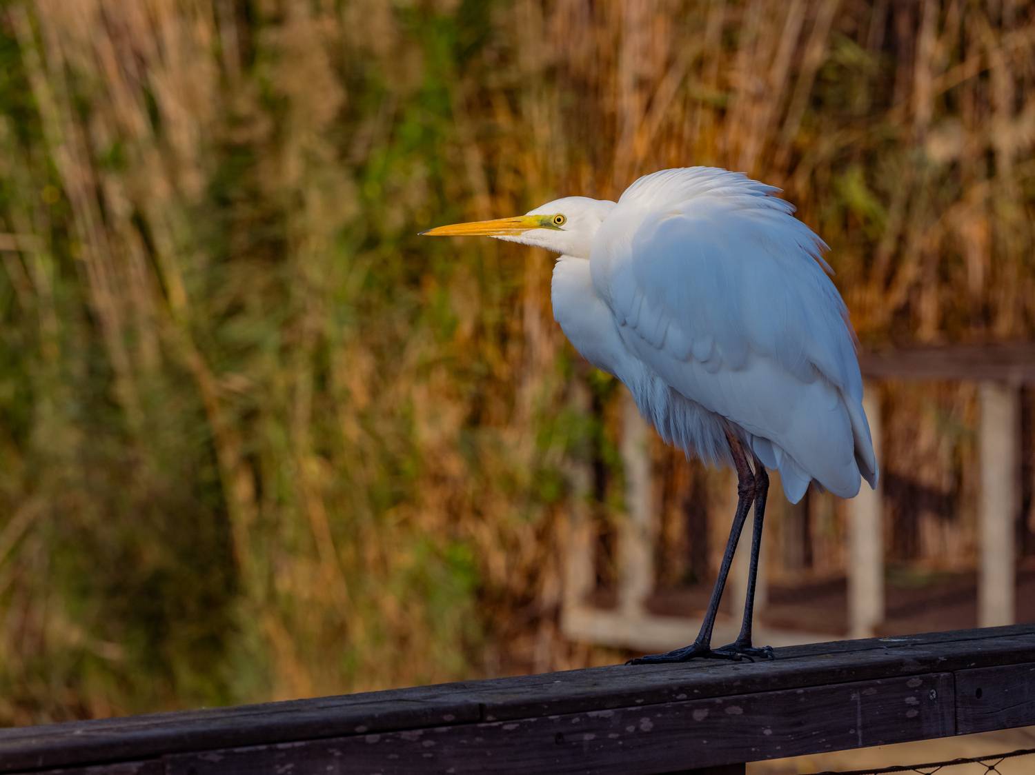 Автор: David Solodar , David Solodar