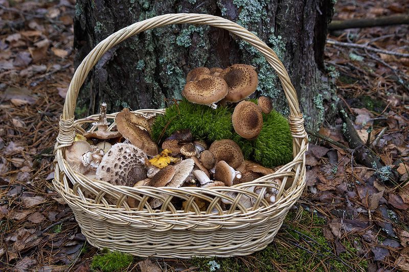 природа, осень, лес, грибы, опята Осень - время опятphoto preview