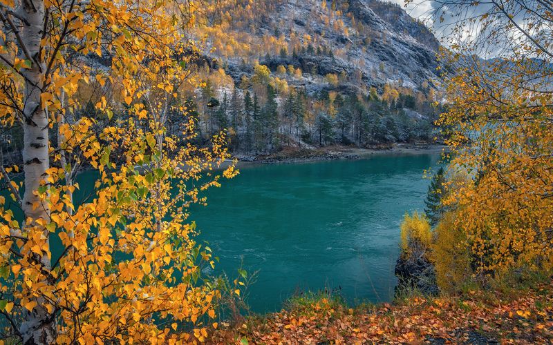горный алтай, осень, берег катуни, березы, снег Солнечный берег....photo preview