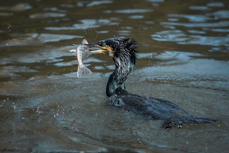 большой баклан, с рыбой, портрет,  great cormorant, phalacrocorax carbo, with fish, portrait Без трудаphoto preview