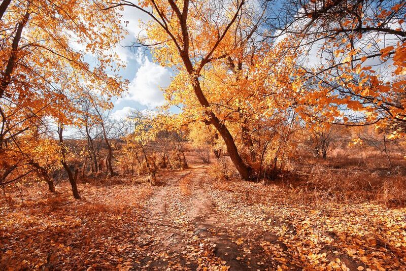 осень, волгоград,  Цвета осениphoto preview