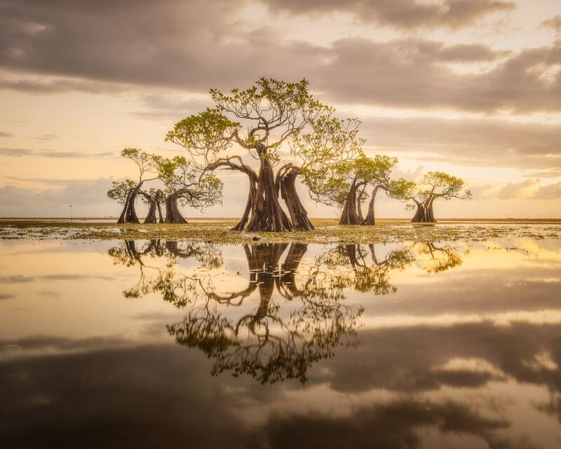 Big Fishphoto preview