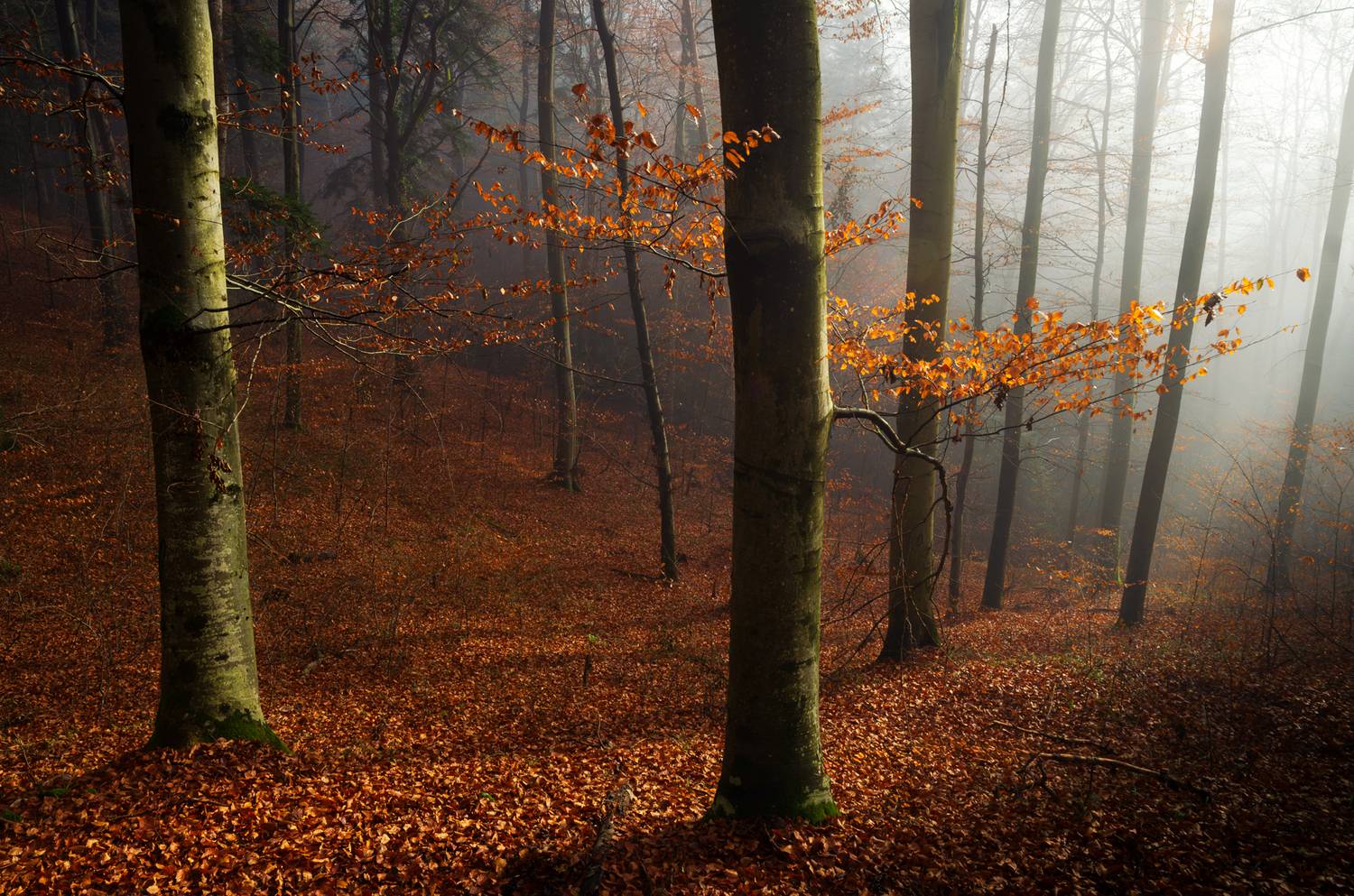 Автор: Mirosław Pruchnicki , Mirosław Pruchnicki