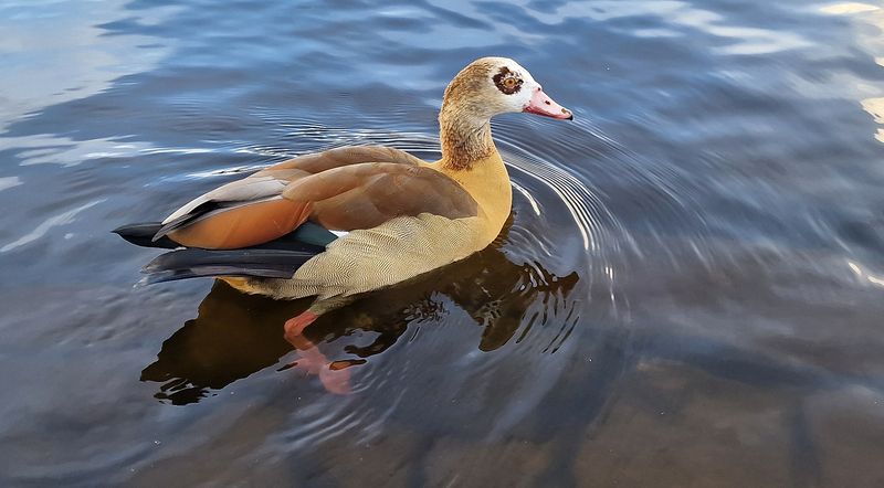 Нильский гусь (Alopochen aegyptiaca)photo preview