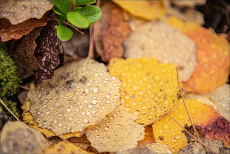 Капли дождя на опавших листьяхphoto preview