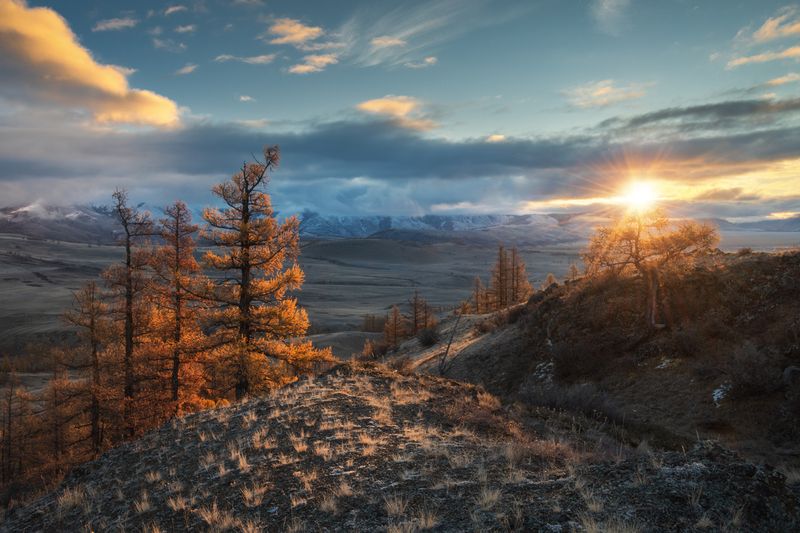 алтай, горный алтай, пейзажи алтая, кош-агачский район, горная степь, золотая осень, горы, осенний алтай, лиственницы, курай Когда солнце касается лиственницphoto preview