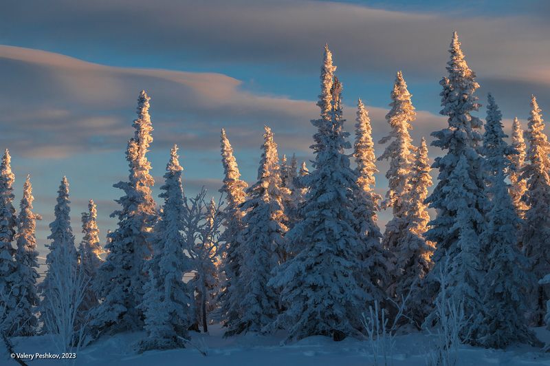 снег, иней, мороз, зима, пихты, гора зелёная, шерегеш, горная шория, сибирь Шерегешские ёлочкиphoto preview