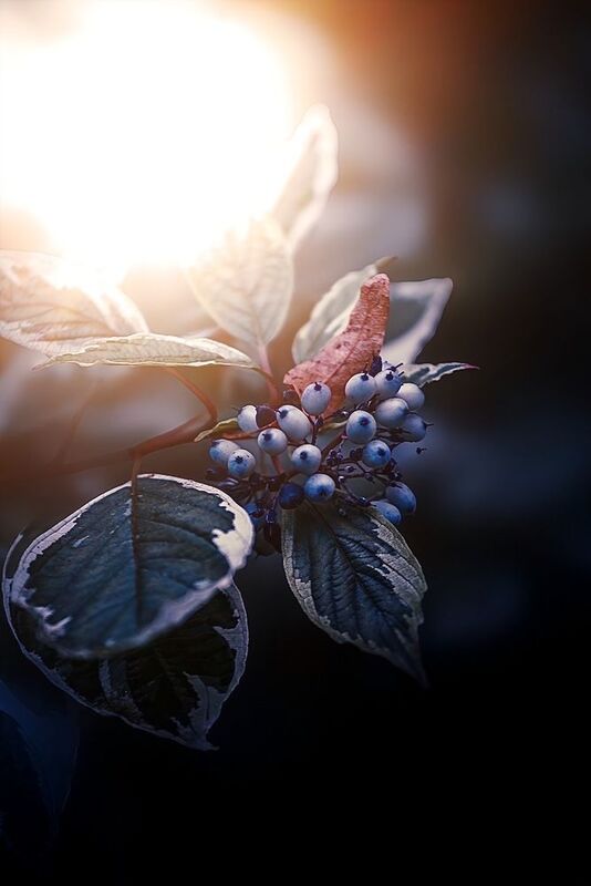 макро, macro Кизил (Дёрен)photo preview