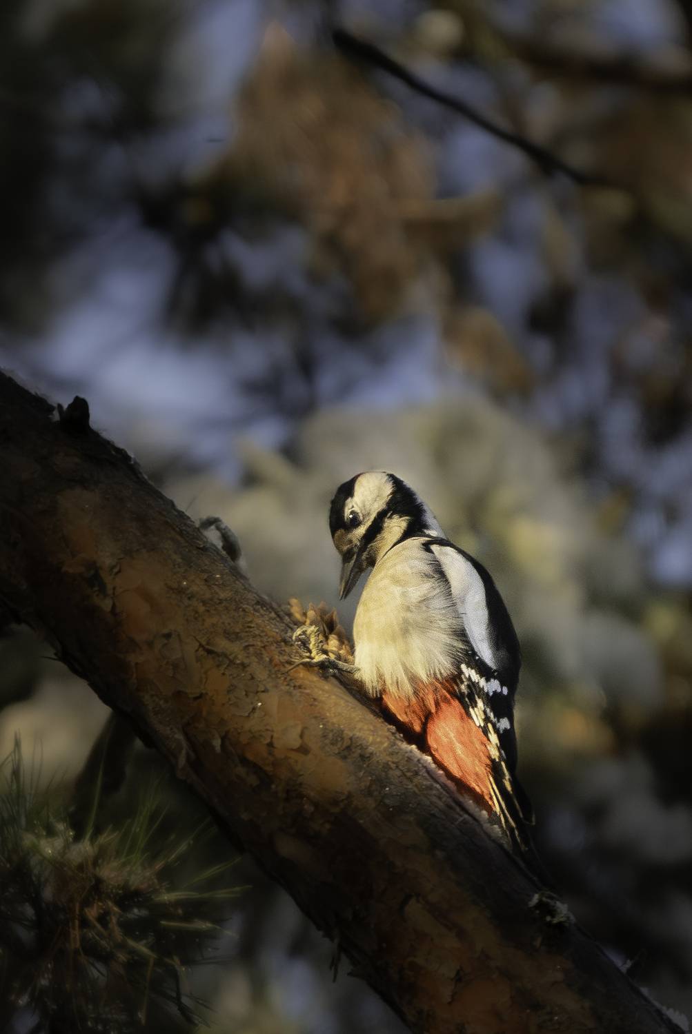 , Ширгин Сергей