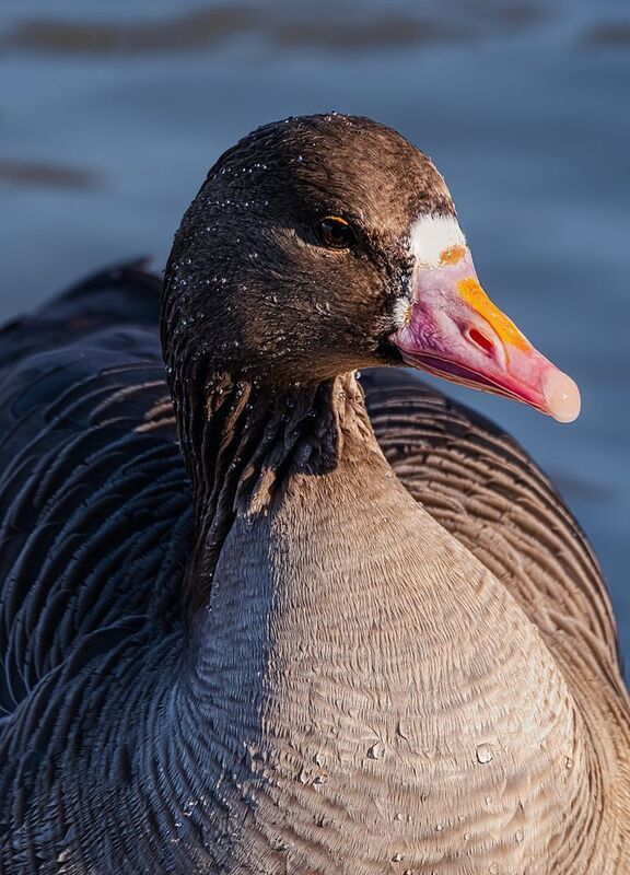 Портфолиоphoto preview