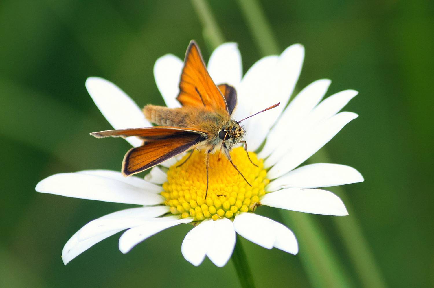 Толстоголовка. Автор: КарОл бабочка, толстоголовка сельская, толстоголовка жёлтая, жёлто-охристая бронзовокрылка, толстоголовка западная лесная, толстоголовка лесная, thymelicus sylvestris, КарОл