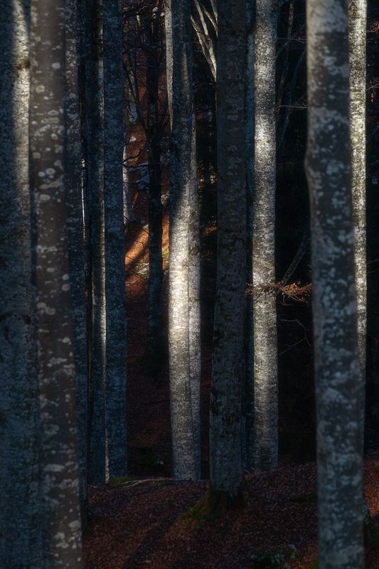 @foliage #foliage photo preview