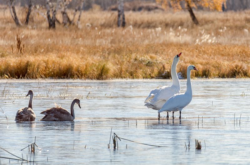 птицы, лебеди, шипуны, Шипуны с потомством (6 ФОТО)photo preview