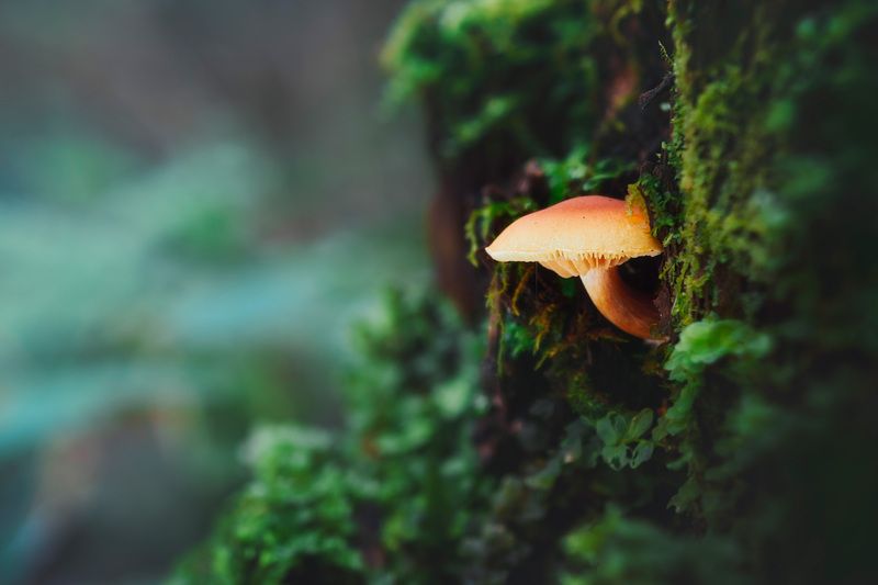 гриб, лес Грибокphoto preview