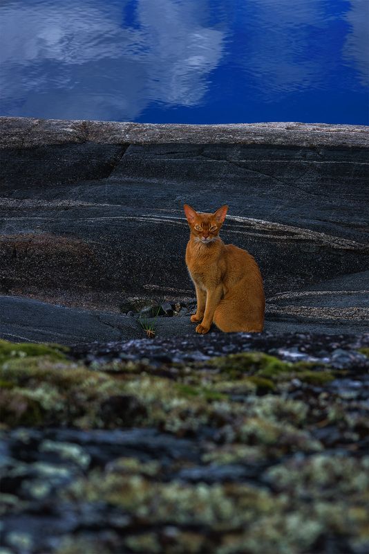 Абиссинец в тайгеphoto preview
