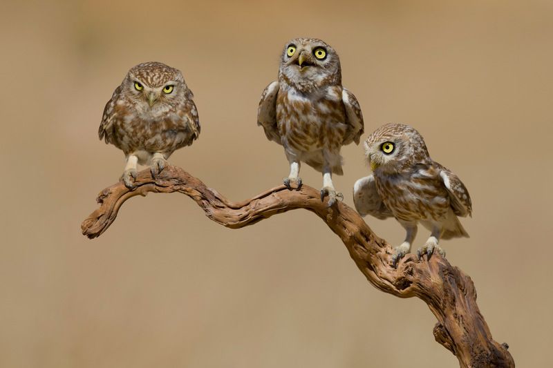 Little owls  фото превью