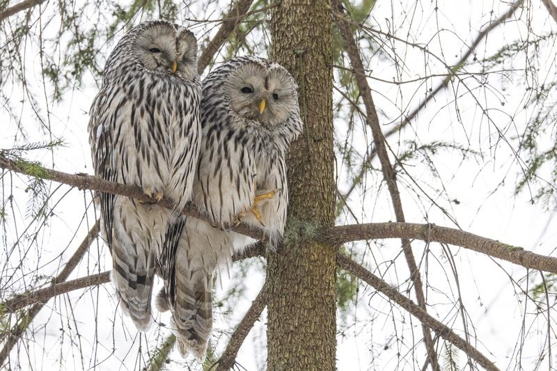 длиннохвостая неясыть, неясыть, сова, уральская неясыть, птицы Совиное семействоphoto preview