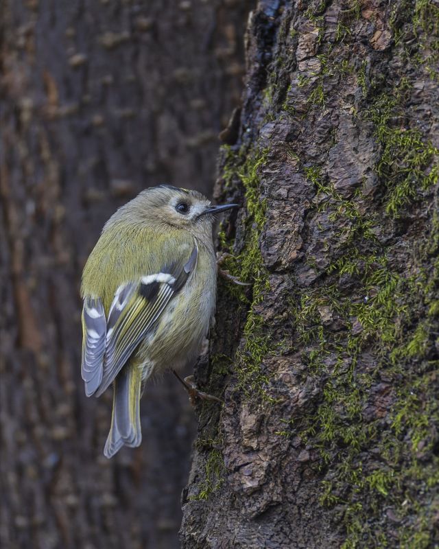 желтоголовый королек, королек, птицы photo preview
