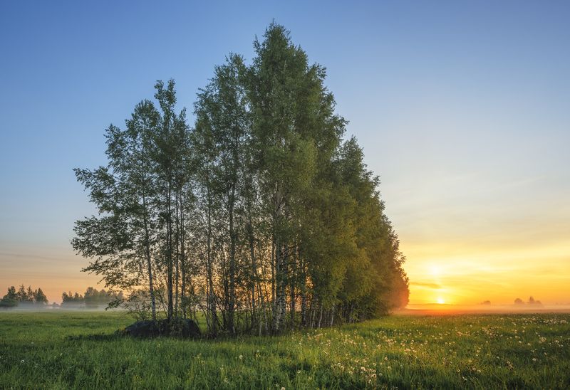 Сон в березовом теремеphoto preview