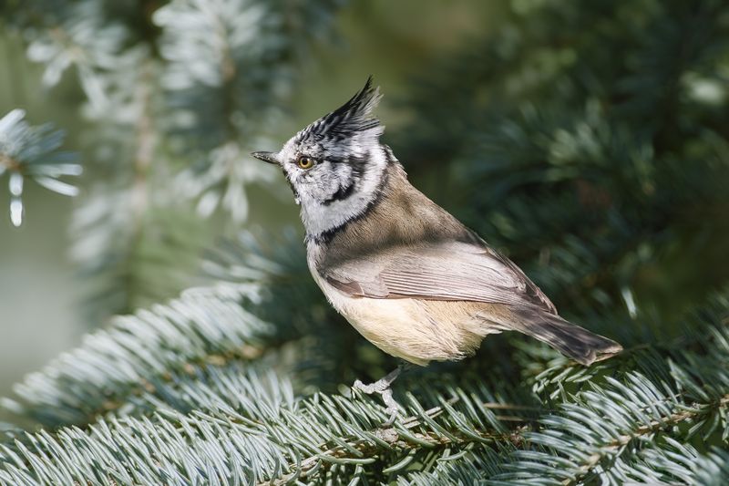гренадерка, crested tit, Lophophanes cristatus, птица, дикая природа, bird, wild bird, птицы России, birdwatching, nature, wildlife photography, close-up bird Гренадеркаphoto preview