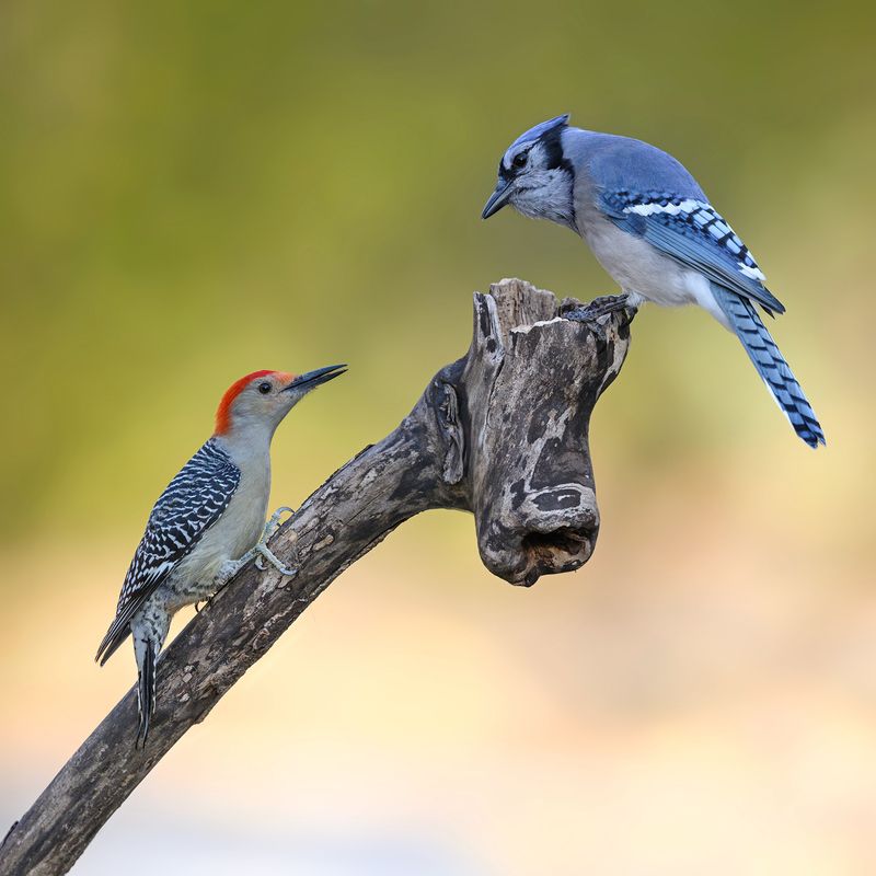 Red-bellied woodpecker vs. Blue Jayphoto preview