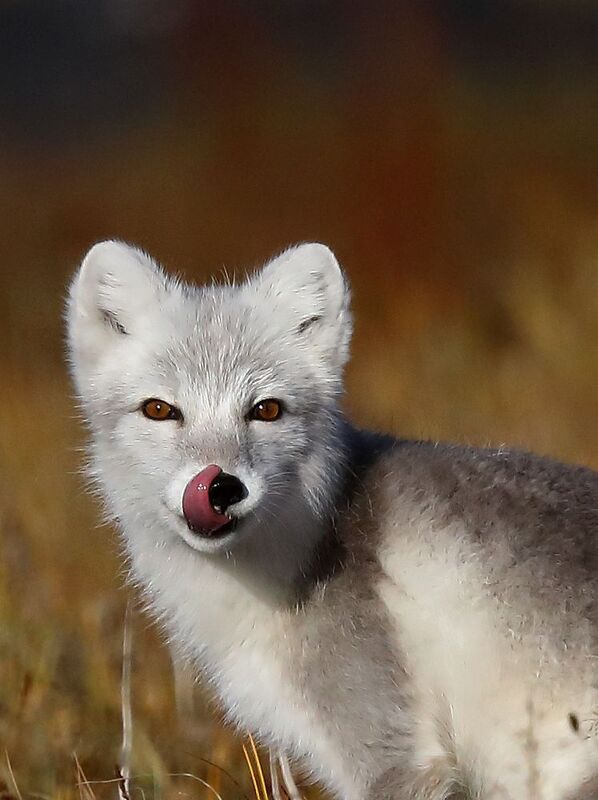 Песец, Таймыр Лакомкаphoto preview
