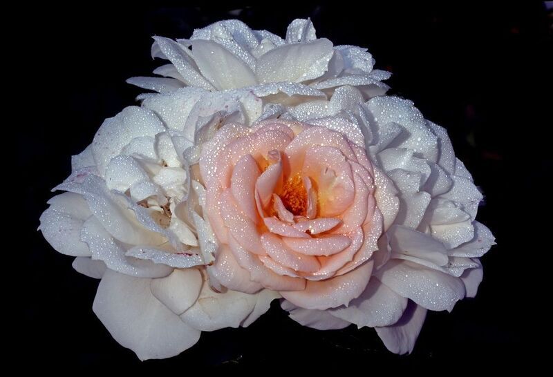 розы 15 июля в Коломенскомphoto preview