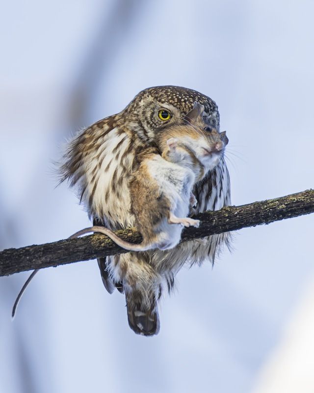 воробьиный сычик, воробьиный сыч, сова, птицы,, красная книга photo preview
