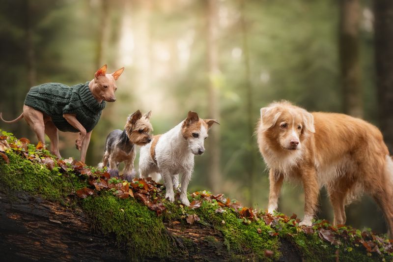 A Time for Adventurephoto preview