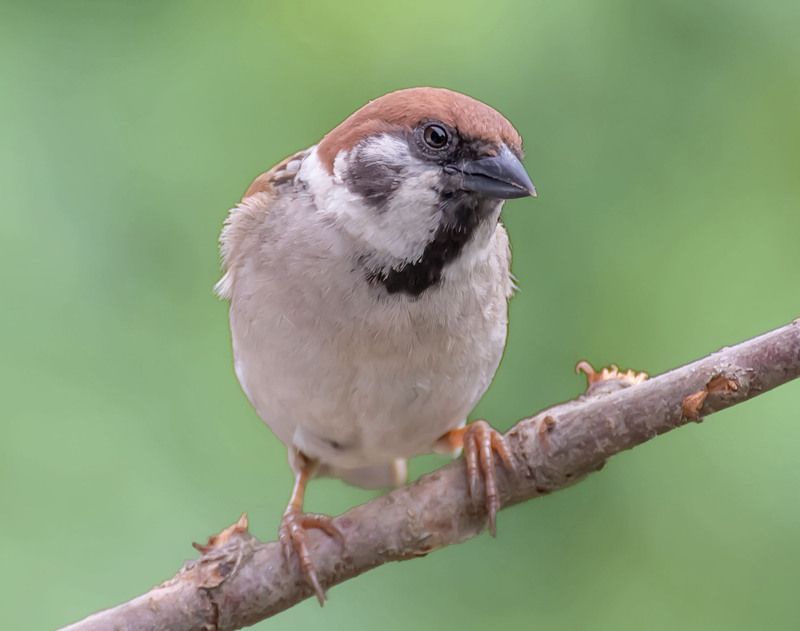 Воробей.photo preview