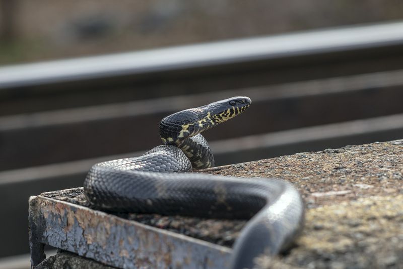 Амурский полоз, змея photo preview